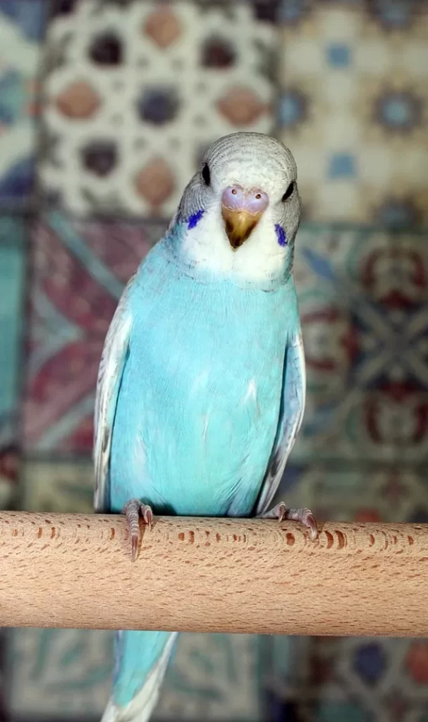 Blue Budgies: Sky-Blue, Cobalt, Mauve, Gray, Albino Varieties, Violet, White-Based +Special Photos