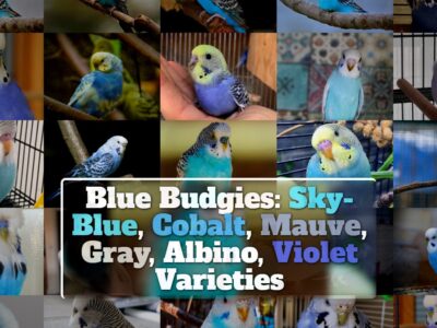 Blue Budgies: Sky-Blue, Cobalt, Mauve, Violet, Gray, Albino Varieties, White-Based +Special Photos