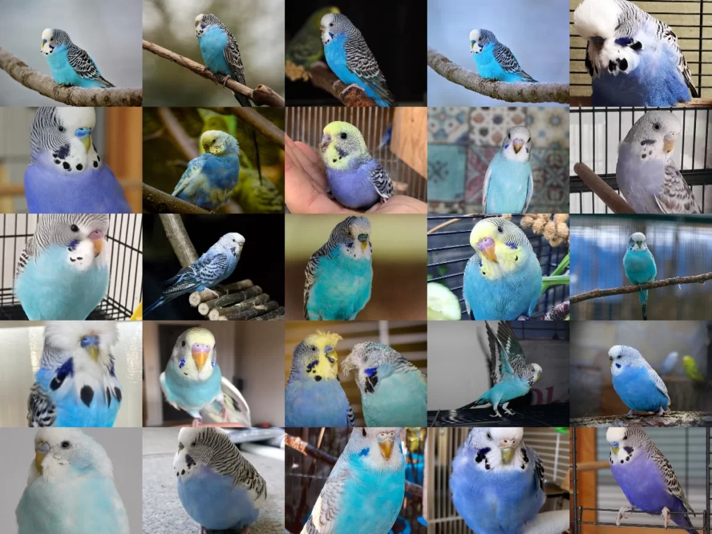 Blue Budgies: Sky-Blue, Cobalt, Mauve, Violet, Gray, Albino Varieties, White-Based +Special Photos