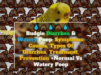 Budgie Diarrhea & Watery Poop: Symptoms, Causes, Types Of Diarrhea, Treatment, Prevention +Normal Vs Watery Poop