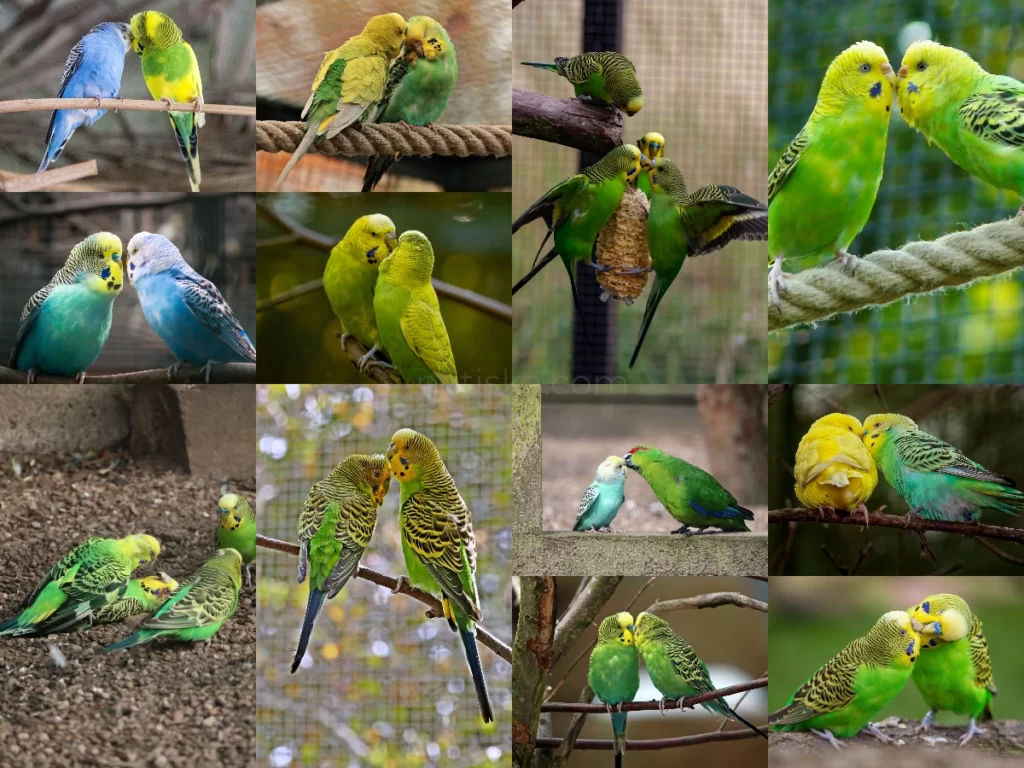 Budgie Kissing: What Does It Mean When Budgies Are Kissing Each Other? +Kissing Or Fighting?