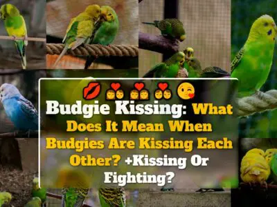 Budgie Kissing: What Does It Mean When Budgies Are Kissing Each Other? +Kissing Or Fighting?