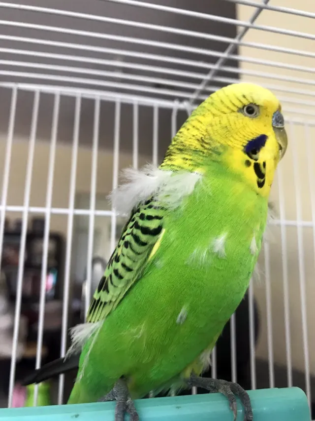 Budgie Losing Feathers: Why? Molting, Diseases, Beak, Neck, Head, Chest ...