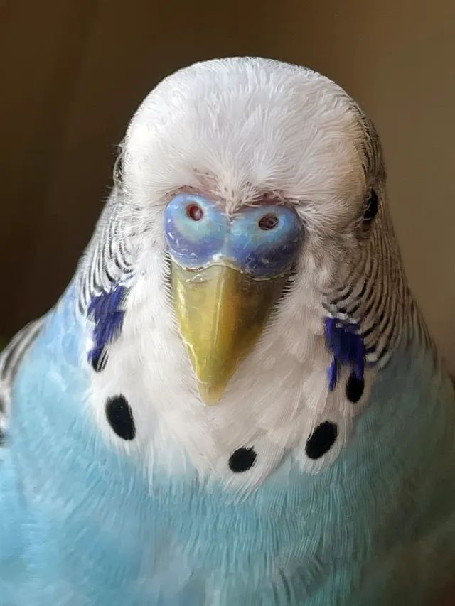 Budgie Losing Feathers: Why? Molting, Diseases, Beak, Neck, Head, Chest, Flight Wings, Tail