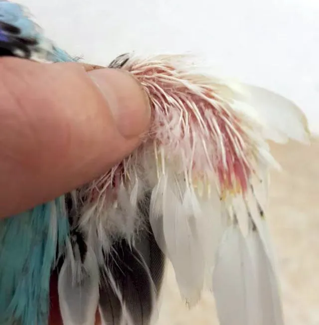 Budgie Losing Feathers: Why? Molting, Diseases, Beak, Neck, Head, Chest, Flight Wings, Tail