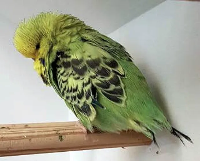 Budgie Losing Feathers: Why? Molting, Diseases, Beak, Neck, Head, Chest, Flight Wings, Tail