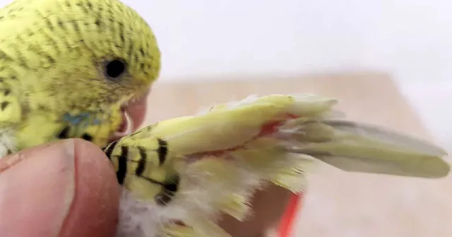 Budgie Losing Feathers: Why? Molting, Diseases, Beak, Neck, Head, Chest, Flight Wings, Tail