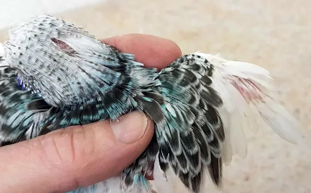 Budgie Losing Feathers: Why? Molting, Diseases, Beak, Neck, Head, Chest, Flight Wings, Tail