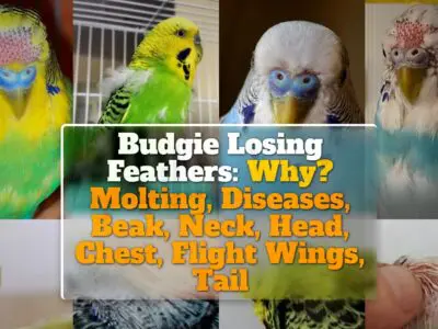 Budgie Losing Feathers: Why? Molting, Diseases, Beak, Neck, Head, Chest, Flight Wings, Tail