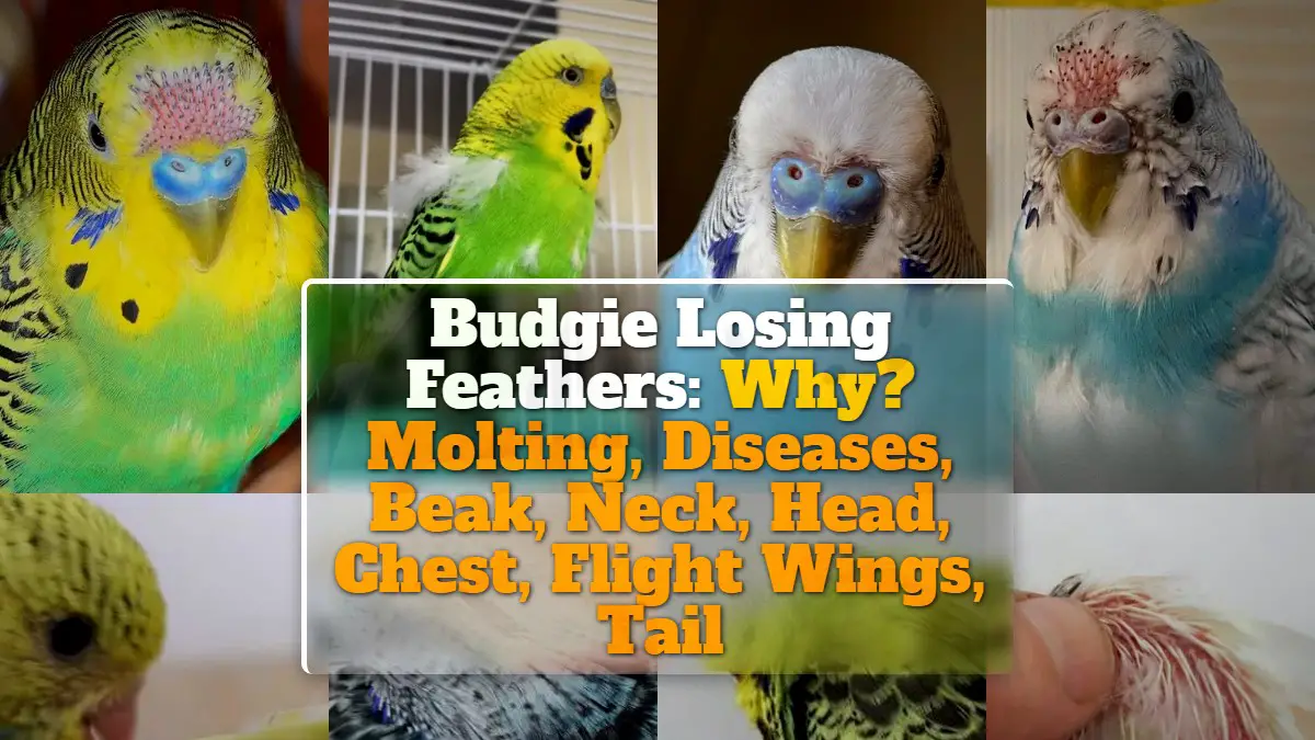 Budgie Losing Feathers Why? Molting, Diseases, Beak, Neck, Head, Chest, Flight Wings, Tail