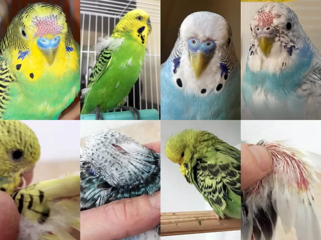 Budgie Losing Feathers: Why? Molting, Diseases, Beak, Neck, Head, Chest, Flight Wings, Tail