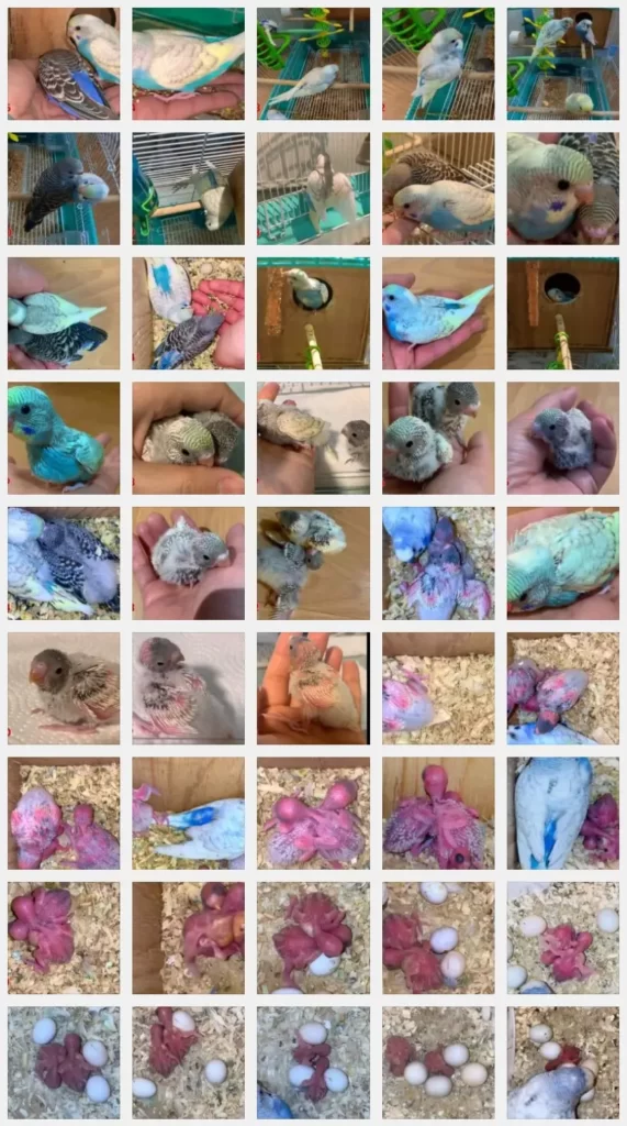 Budgie Nesting 101: A Complete Guide for Beginners +FAQs