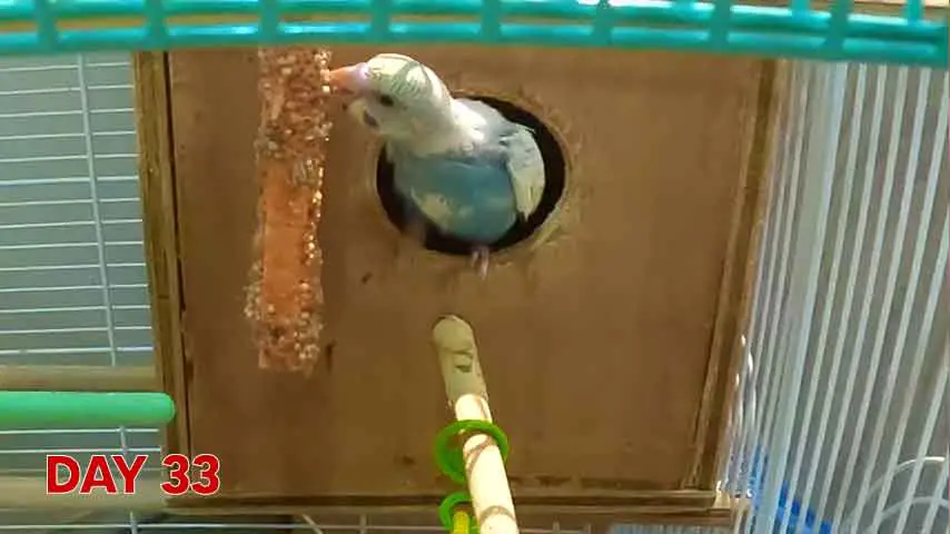 Budgie Nesting 101: A Complete Guide for Beginners +FAQs