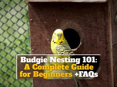 Budgie Nesting 101: A Complete Guide for Beginners +FAQs