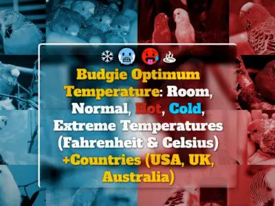 Budgie Optimum Temperature: Room, Normal, Hot, Cold, Extreme Temperatures (Fahrenheit & Celsius) +Countries (USA, UK, Australia)