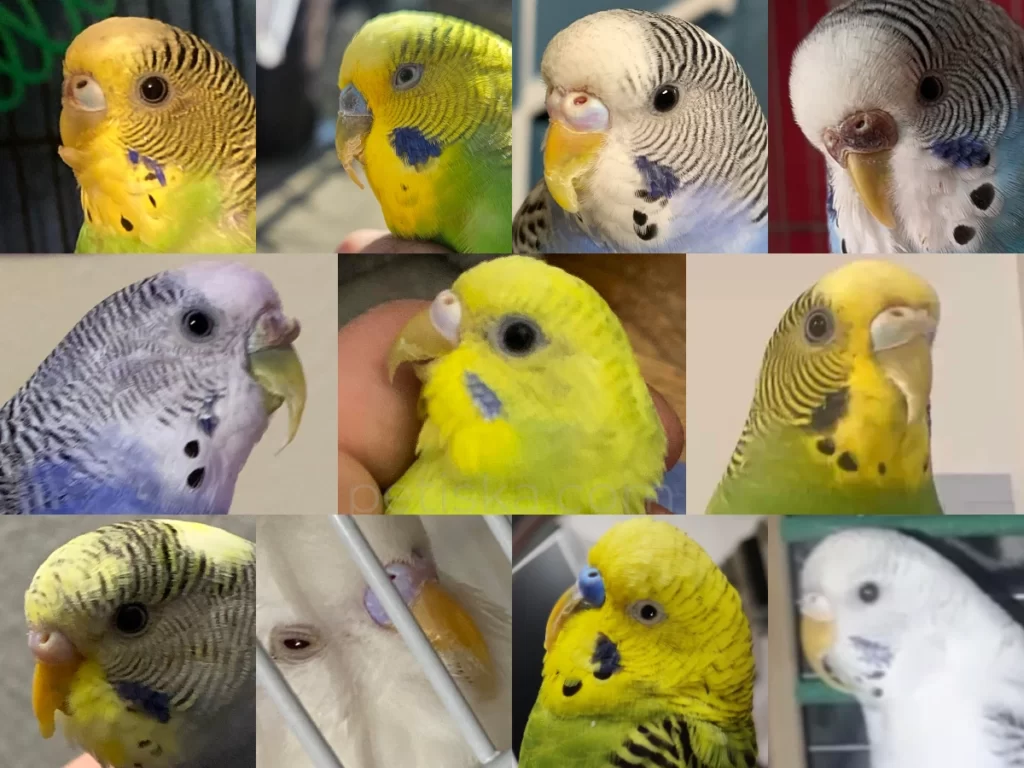 Budgie Overgrown Beak: How To Trim?, How To Prevent?, Upper, Lower Beak, Common Causes, At Home