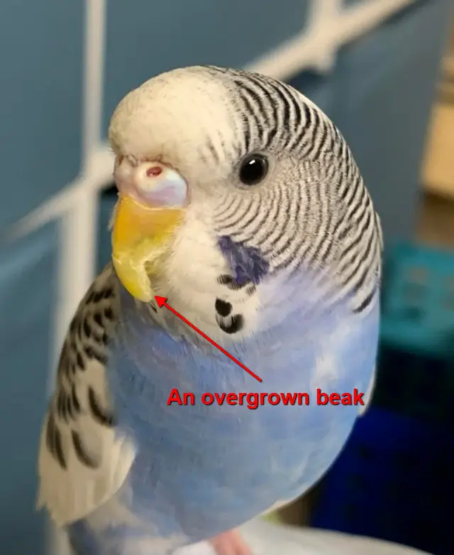 Budgie Overgrown Beak: How To Trim?, How To Prevent?, Upper, Lower Beak, Common Causes, At Home