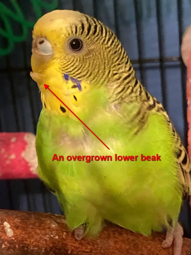 Budgie Overgrown Beak: How To Trim?, How To Prevent?, Upper, Lower Beak, Common Causes, At Home