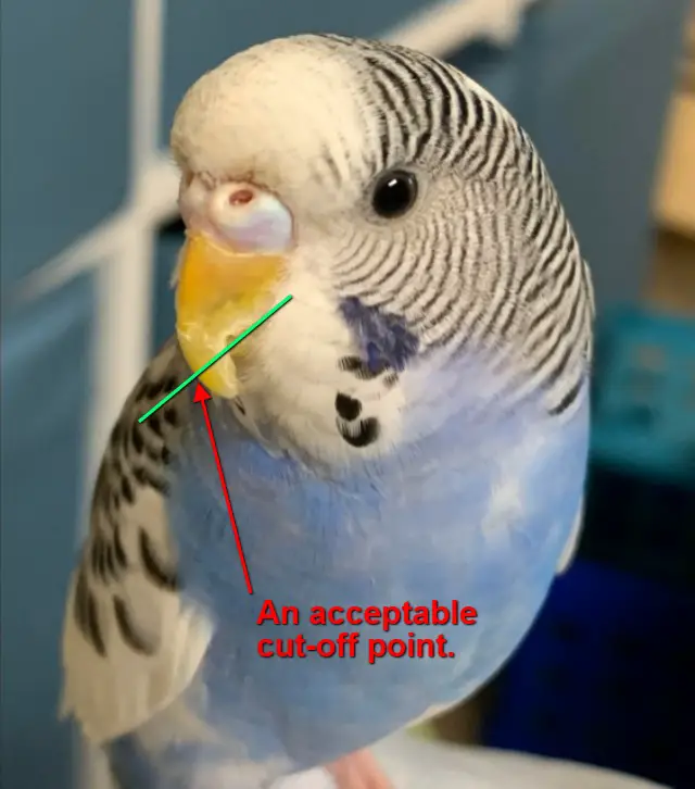 Budgie Overgrown Beak: How To Trim?, How To Prevent?, Upper, Lower Beak, Common Causes, At Home