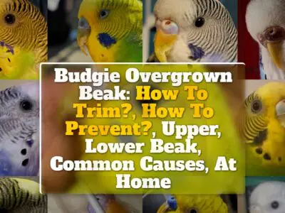 Budgie Overgrown Beak: How To Trim?, How To Prevent?, Upper, Lower Beak, Common Causes, At Home