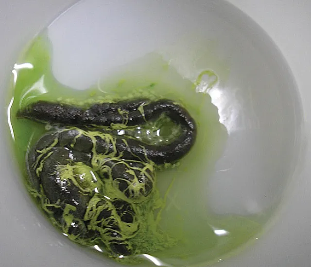 Budgie Poop (Droppings) Guide: Normal, Watery, White, Yellow, Green, Dark Green, Black, Brown, Red, Orange, Diarrhea