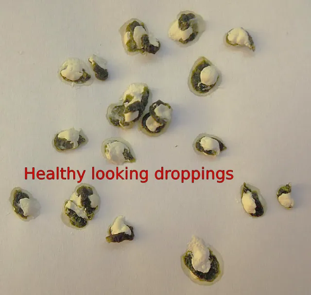 Budgie Poop (Droppings) Guide: Normal, Watery, White, Yellow, Green, Dark Green, Black, Brown, Red, Orange, Diarrhea