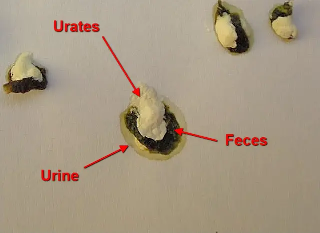 Budgie Poop (Droppings) Guide: Normal, Watery, White, Yellow, Green, Dark Green, Black, Brown, Red, Orange, Diarrhea