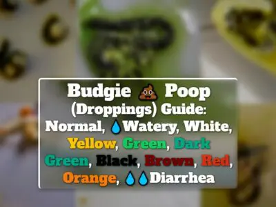 Budgie Poop (Droppings) Guide: Normal, Watery, White, Yellow, Green, Dark Green, Black, Brown, Red, Orange, Diarrhea