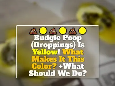 Budgie Poop (Droppings) Is Yellow! What Makes It This Color? +What Should We Do?