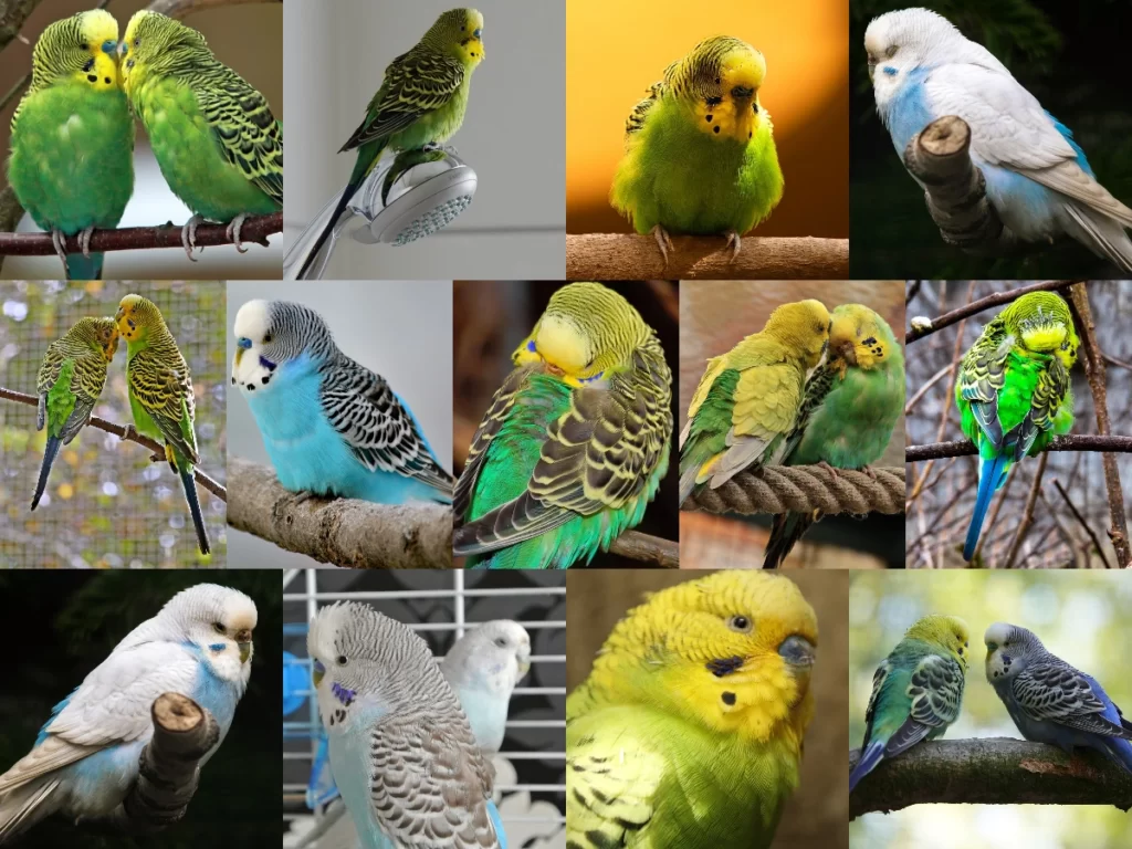 Budgie Puffed Up (Fluffed Up)! 15+ Normal And Abnormal Reasons