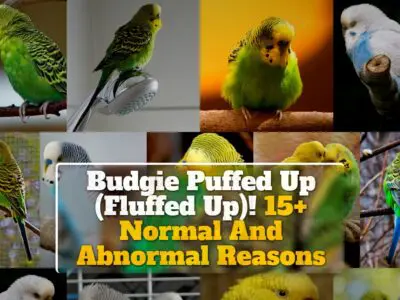 Budgie Puffed Up (Fluffed Up)! 15+ Normal And Abnormal Reasons