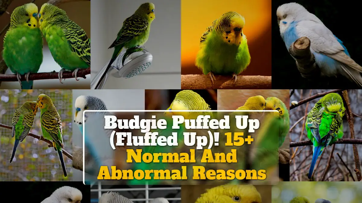 Budgie Puffed Up (Fluffed Up)! 15+ Normal And Abnormal Reasons