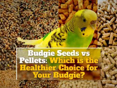 Budgie Seeds vs Pellets: Which is the Healthier Choice for Your Budgie?