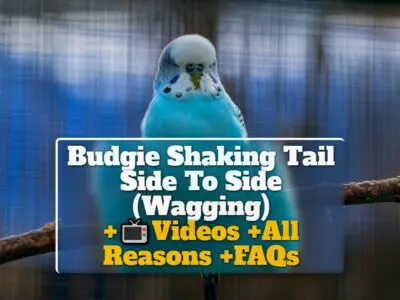 Budgie Shaking Tail Side To Side (Wagging) +Videos +All Reasons +FAQs