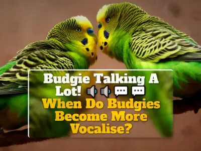 Budgie Talking A Lot! When Do Budgies Become More Vocalise?