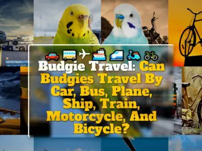 Budgie Travel: Can Budgies Travel By Car, Bus, Plane, Ship, Train, Motorcycle, And Bicycle?