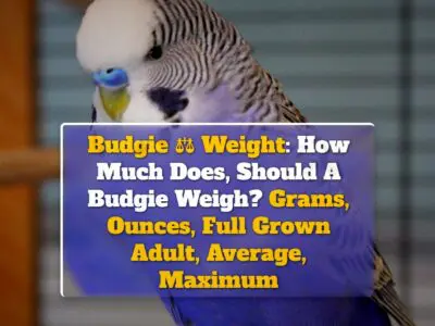 Budgie Weight: How Much Does, Should A Budgie Weigh? Grams, Ounces, Full Grown Adult, Average, Maximum