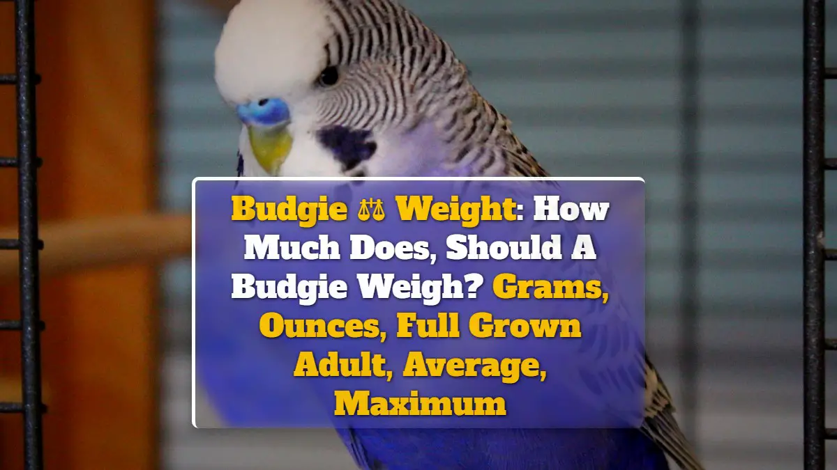 Budgie Weight: How Much Does, Should A Budgie Weigh? Grams, Ounces