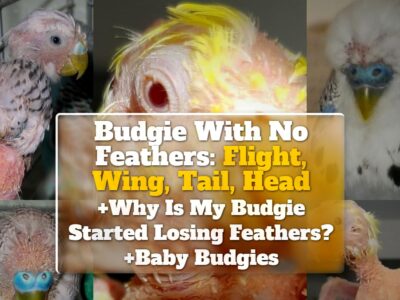 Budgie With No Feathers: Flight, Wing, Tail, Head +Why Is My Budgie Started Losing Feathers? +Baby Budgies