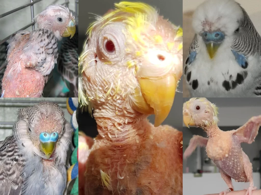Budgie With No Feathers: Flight, Wing, Tail, Head +Why Is My Budgie Started Losing Feathers? +Baby Budgies