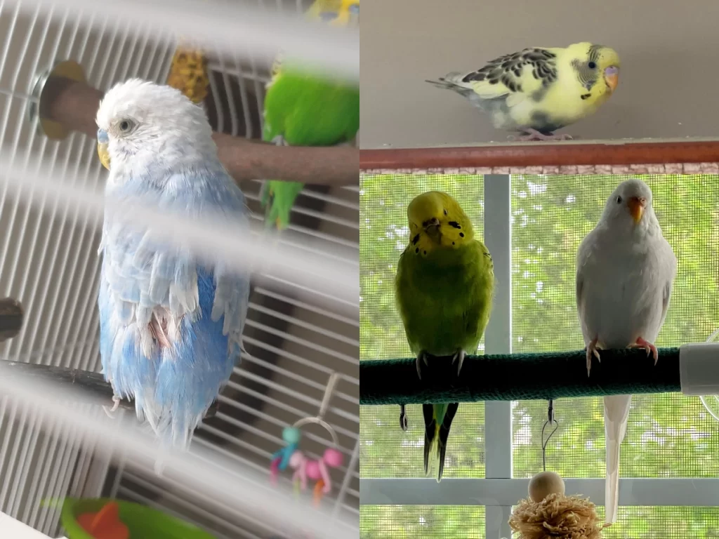 Budgie Without Tail Feathers +Diseases And Other Factors Cause Tail Feather Loss +Baby Budgies