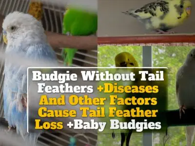 Budgie Without Tail Feathers +Diseases And Other Factors Cause Tail Feather Loss +Baby Budgies