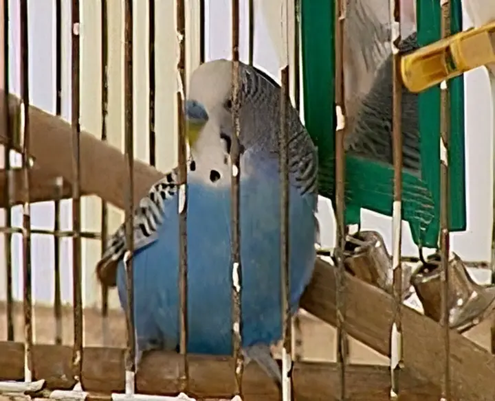 Budgies Lifespan