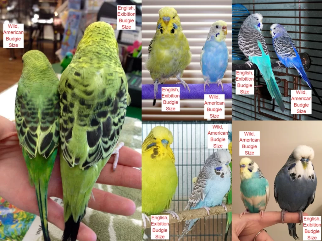 Budgies Lifespan