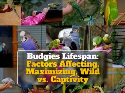 Budgies Lifespan: Factors Affecting, Maximizing, Wild vs. Captivity