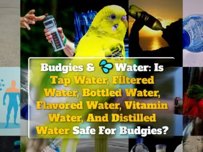 Budgies & Water: Is Tap Water, Filtered Water, Bottled Water, Flavored Water, Vitamin Water, And Distilled Water Safe For Budgies?