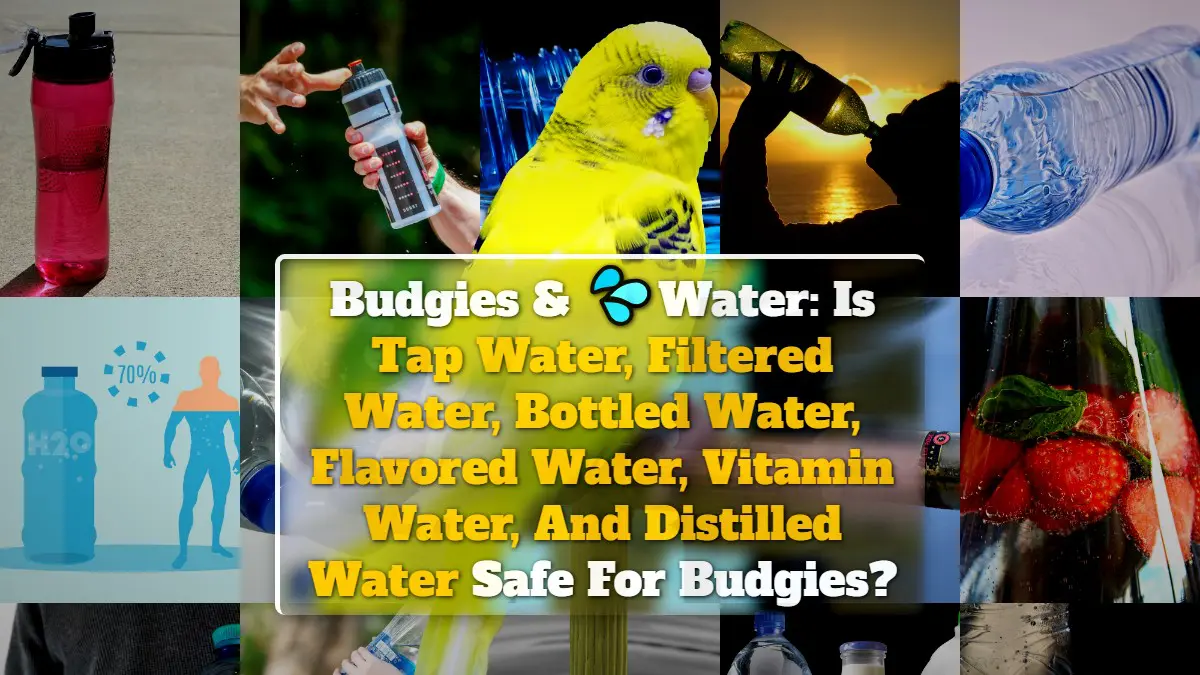 Budgies & Water Is Tap Water, Filtered Water, Bottled Water, Flavored