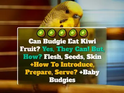 Can Budgie Eat Kiwi Fruit? Yes, They Can! But, How? Flesh, Seeds, Skin +How To Introduce, Prepare, Serve? +Baby Budgies