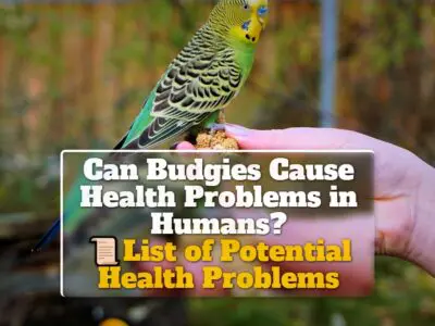 Can Budgies Cause Health Problems in Humans? List of Potential Health Problems