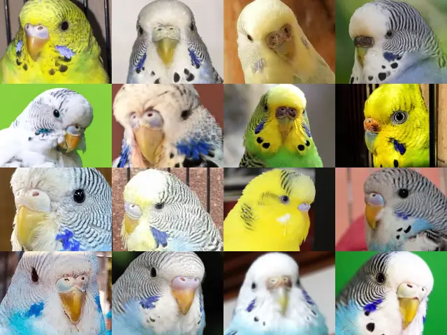 Can Budgies Change Gender? How is Gender Determined First? Hormones, Diseases, Sickness